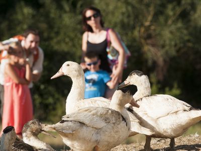 5. Gastronomie / marché / terroir